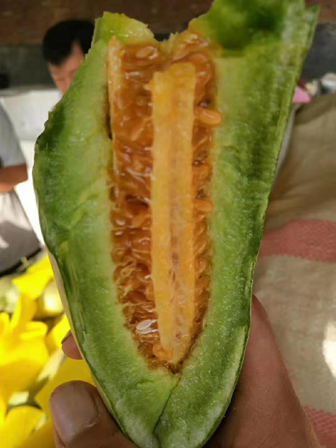 大量供应羊角蜜甜瓜