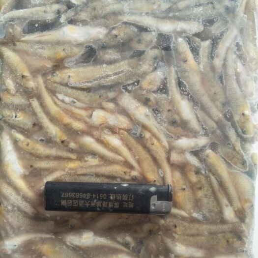 高邮市【推荐】开肚麦穗鱼麻鱼5-7公分，产地发货，质量保证