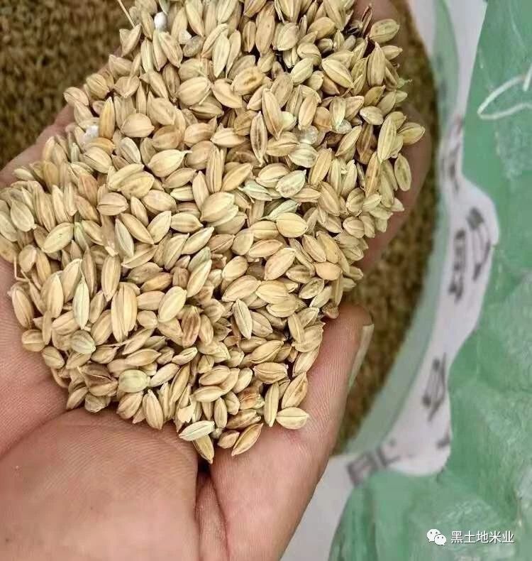  精选优质稻谷《适合鲜米机加工》