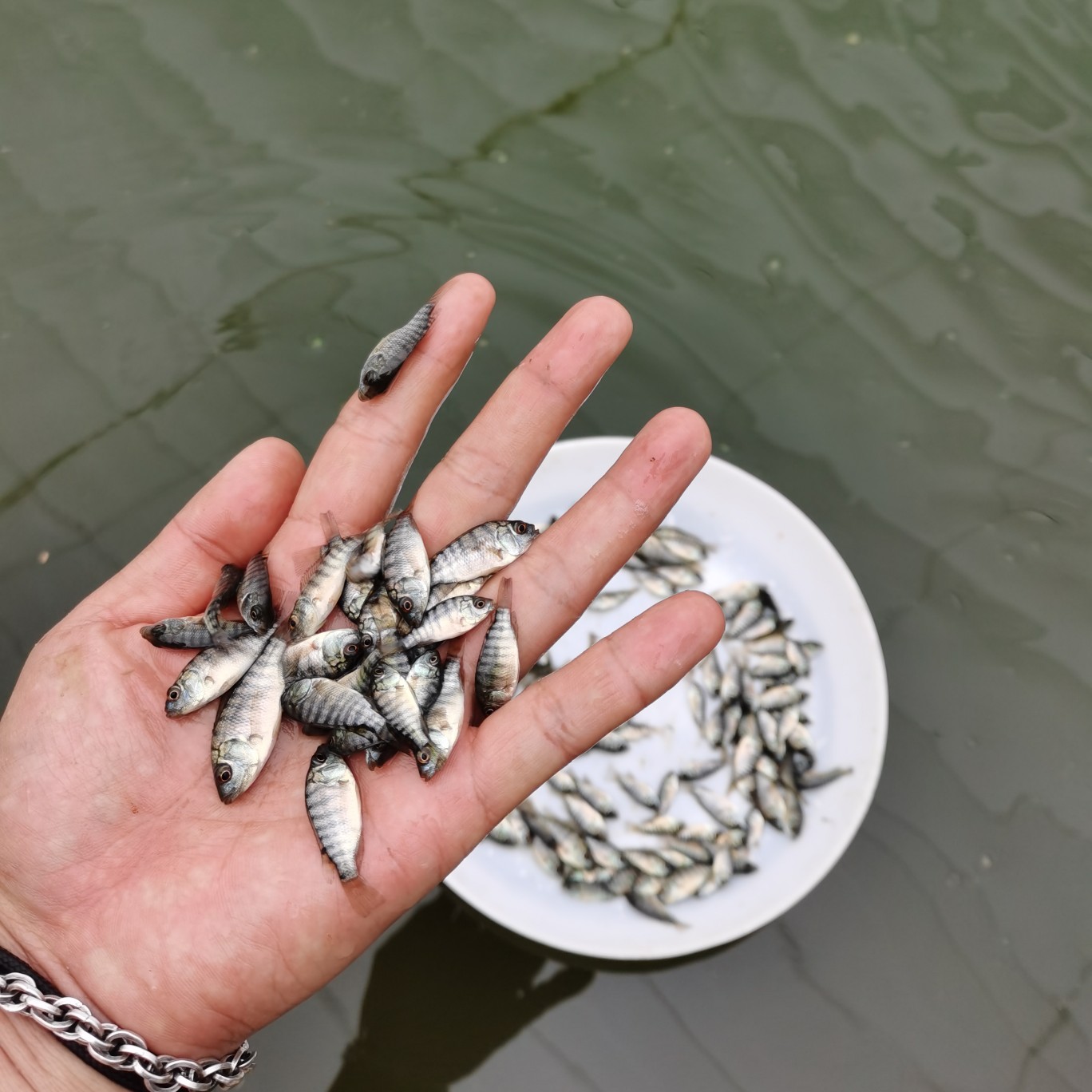 罗非鱼苗 统货
