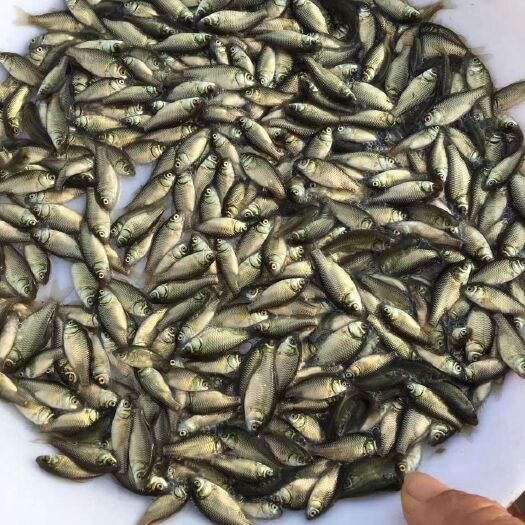 佛山 中科5号鲫鱼苗 鲫鱼苗批发 鲫鱼苗价格