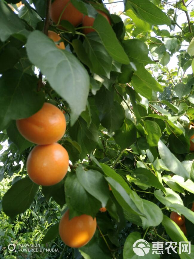 河北金太阳杏