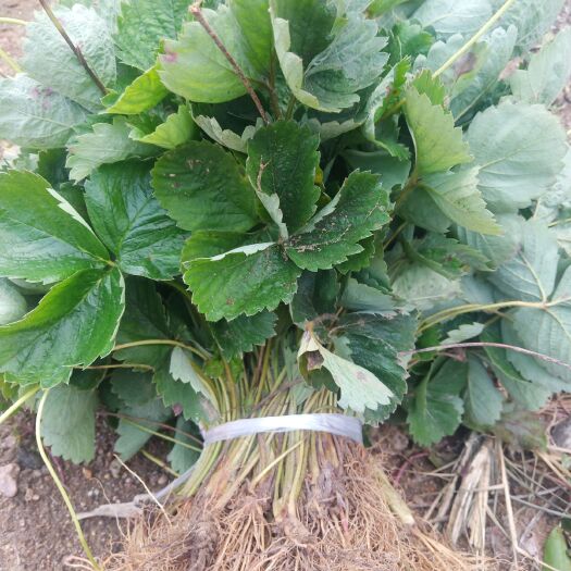 泰安妙香7号草莓苗适应性强好管理，果实口感好，着色形状
