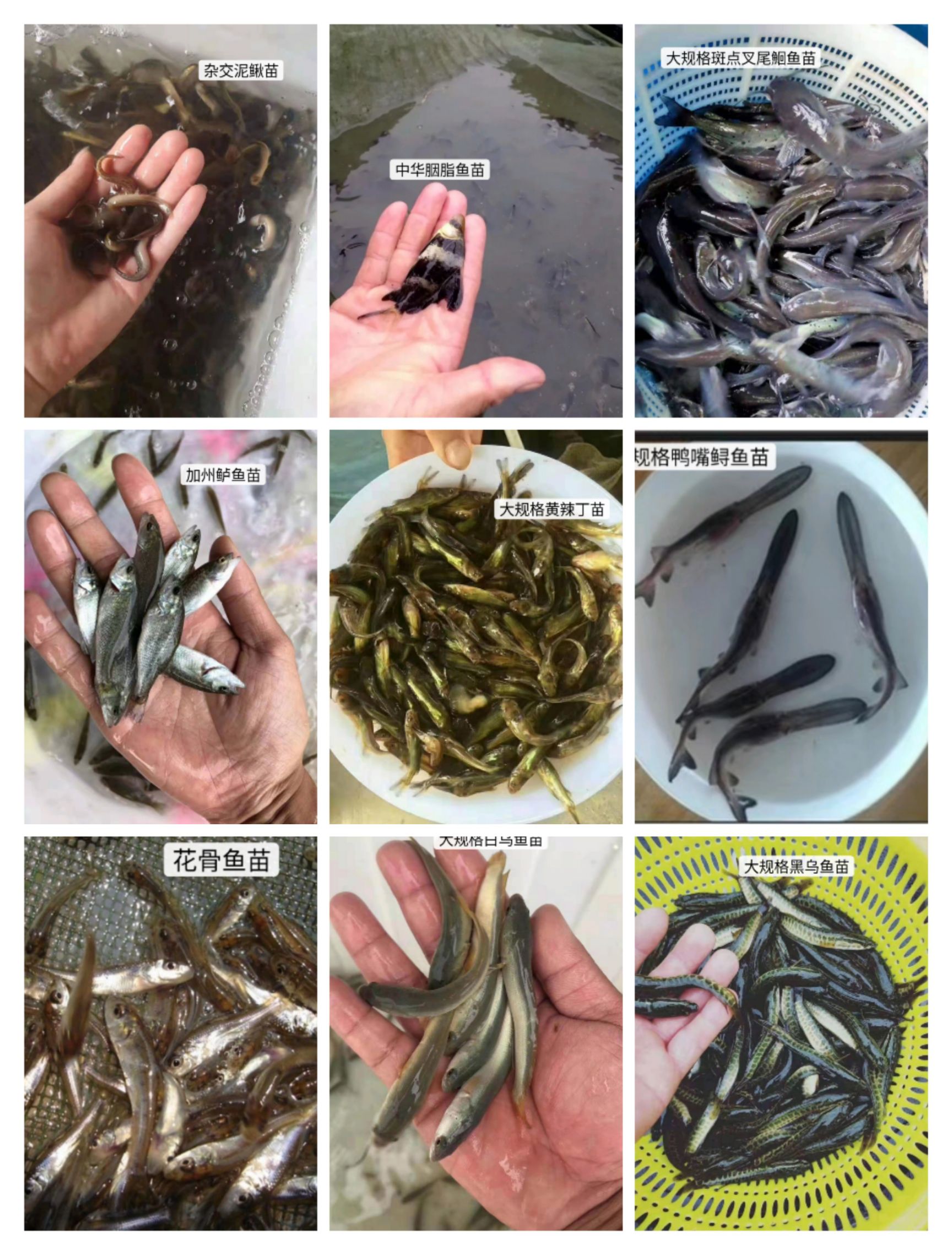 加州鱸魚苗  優(yōu)鱸一號三號