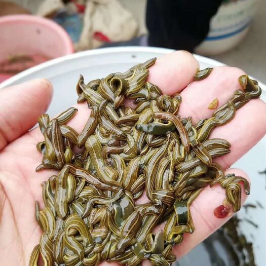 芷江县日本医蛭，医蛭卵茧，医蛭小苗，种蛭，活性好，生存力强