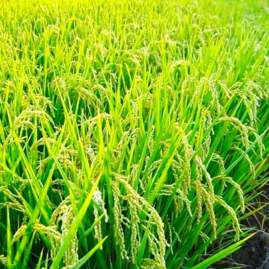 萝北县稻花香稻谷 大量自产水稻批发。价格可谈，稻花香、长粒香多种可选。
