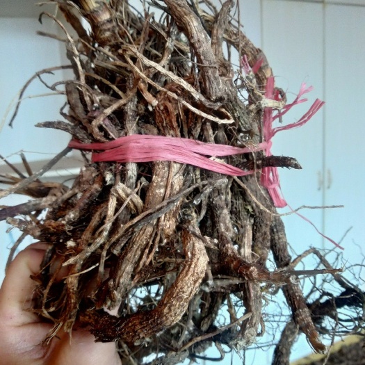 贵州铜仁非种植中药材紫花前胡干货信前胡干品毛前胡正品一手货源