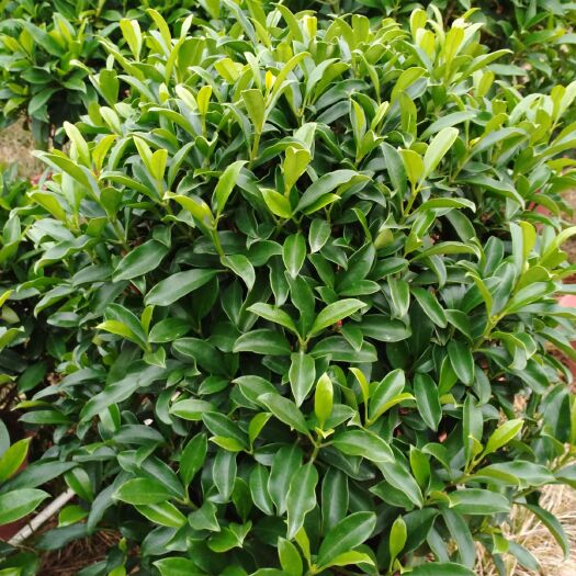 肇庆非洲茉莉