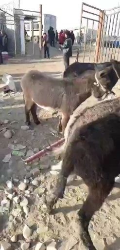  驴肉