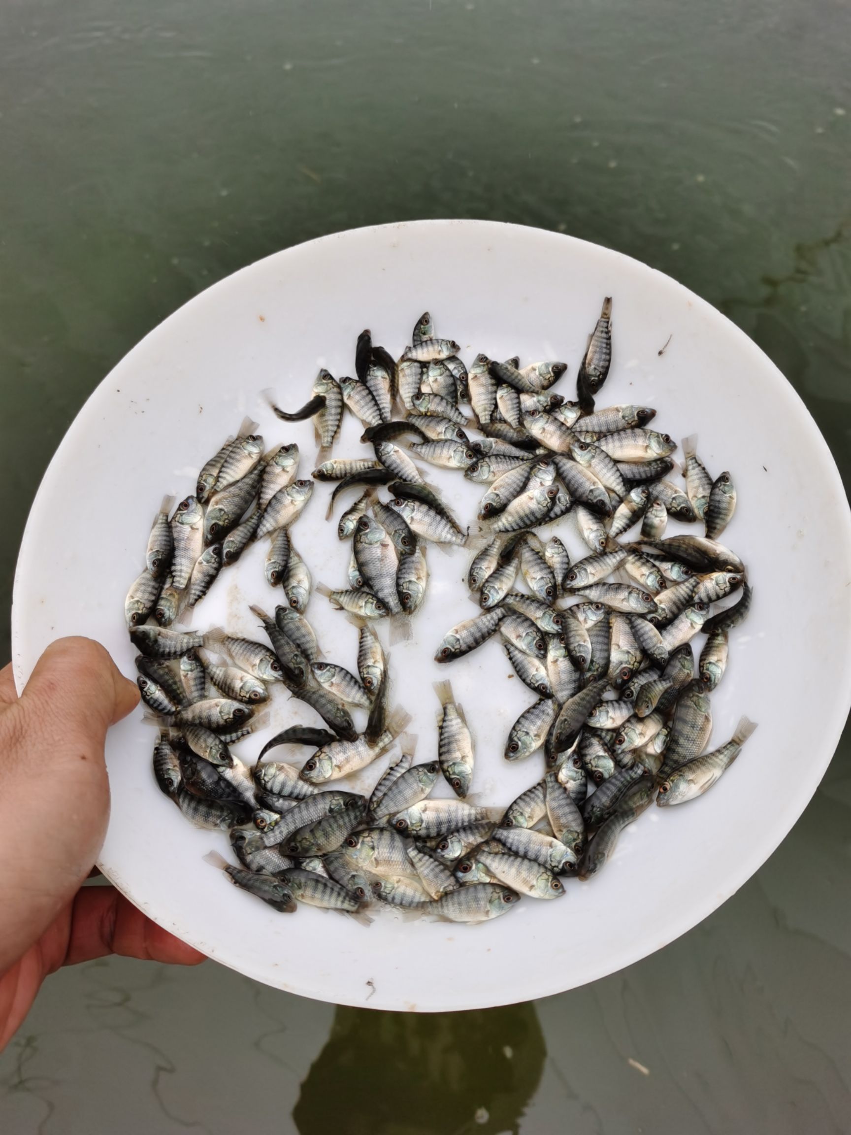 罗非鱼苗 统货