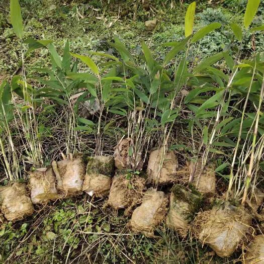 筠连县筇竹苗（罗汉竹）方竹苗，两年营养袋苗数量20万