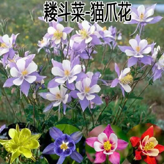 沭阳县 耧斗菜种子大花重瓣四季不断开花多年生阳台室外庭院花种子猫爪