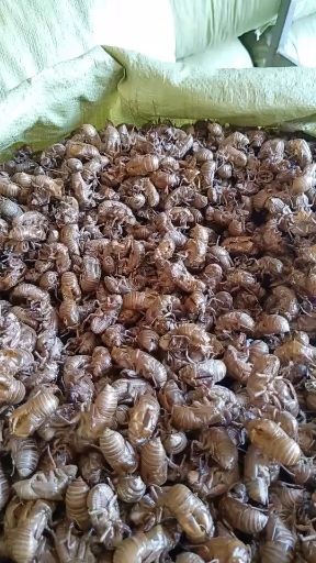 睢县 长期收购供应蝉蜕、蜂房大货