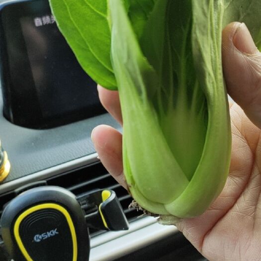商丘 精品上海青