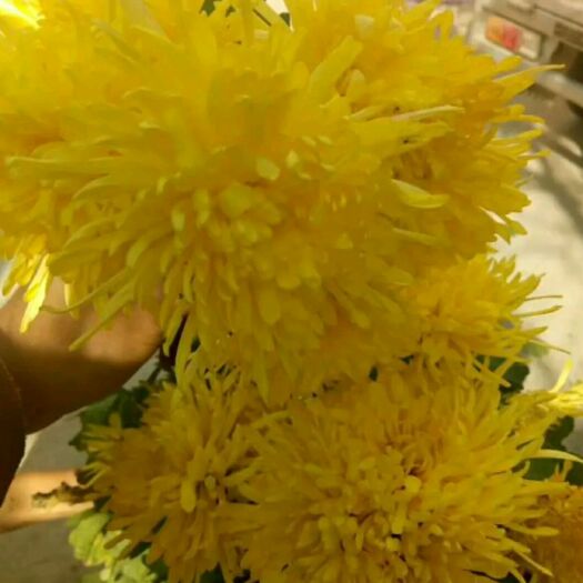  菊花苗