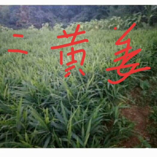 镇宁县小黄姜  新鲜出土，保质保鲜！