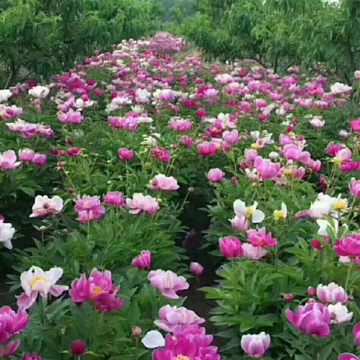 菏泽新疆芍药  芍药，药用芍药，保证质量，保证品种，现要现挖