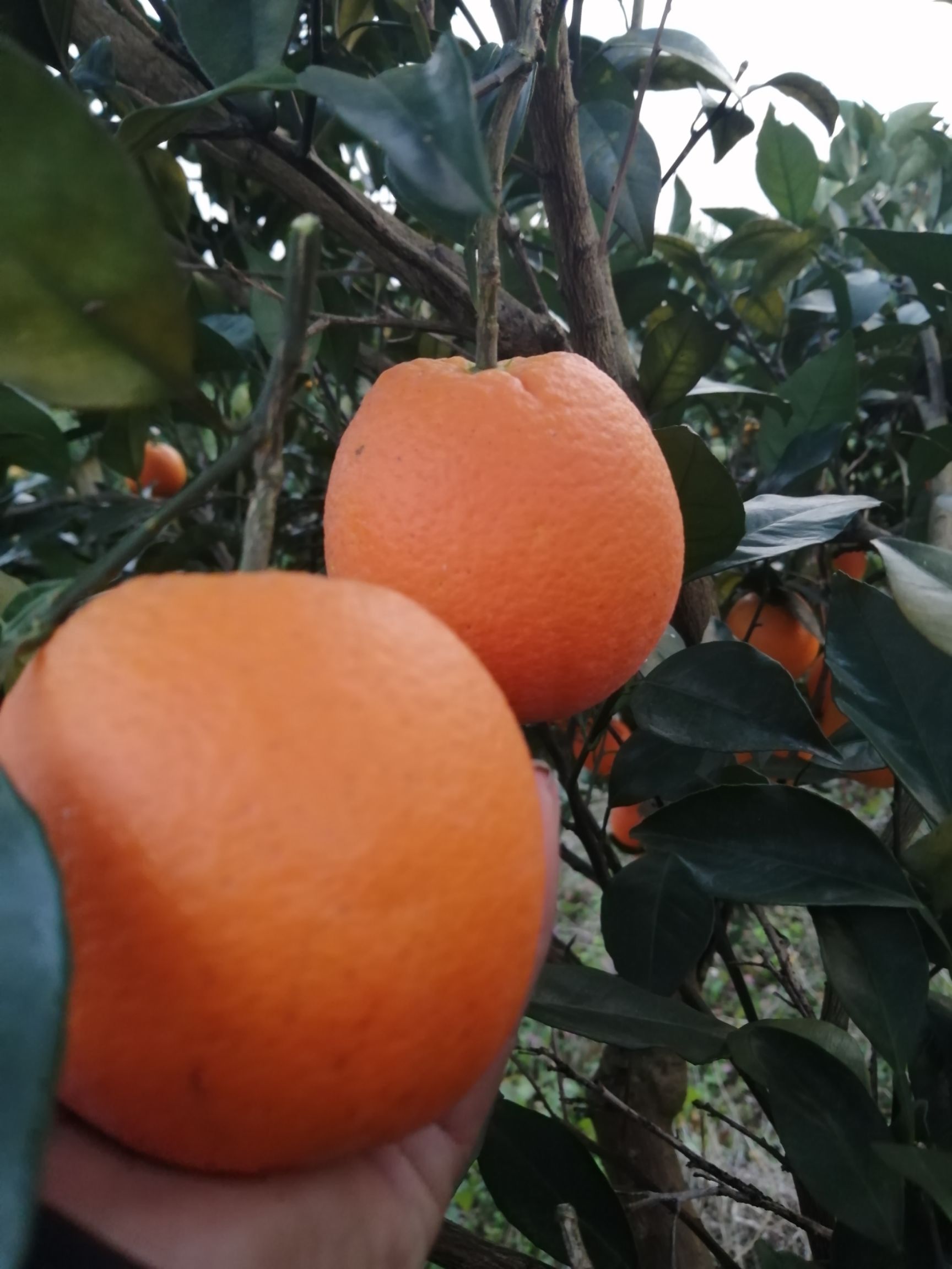 麻阳纽荷尔脐橙，香甜可口，无籽化渣，香味郁浓，水份充足，