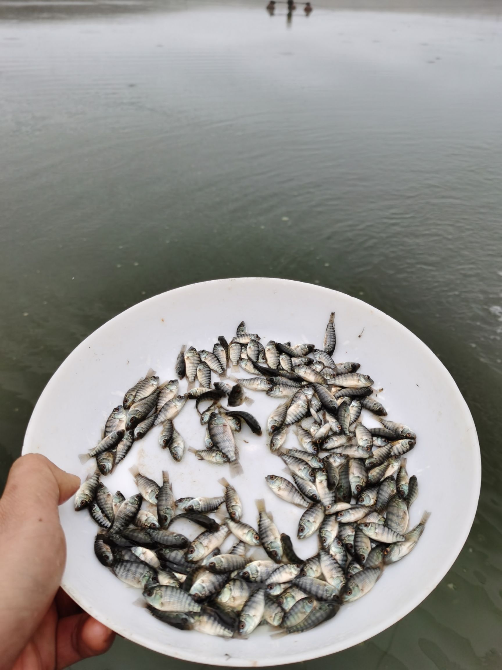 罗非鱼苗 统货