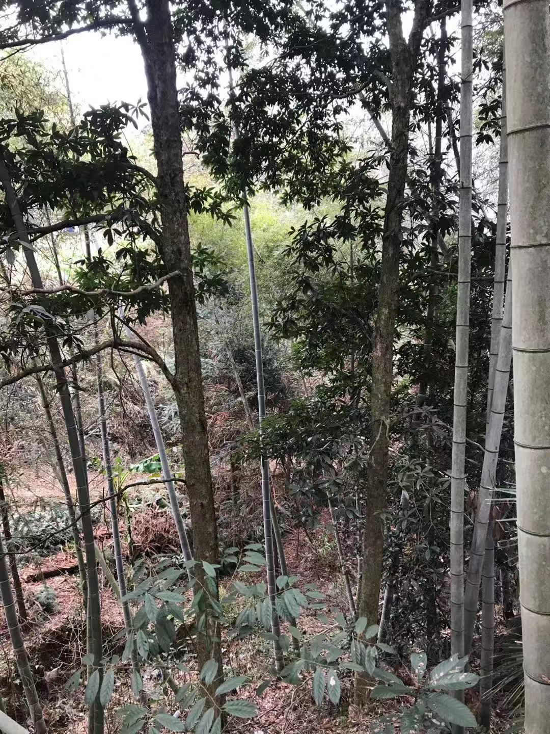 普通楠木