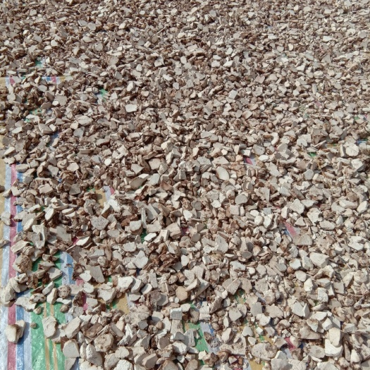 岳西县茯苓 木质神块好不好。放到地上仔细瞧