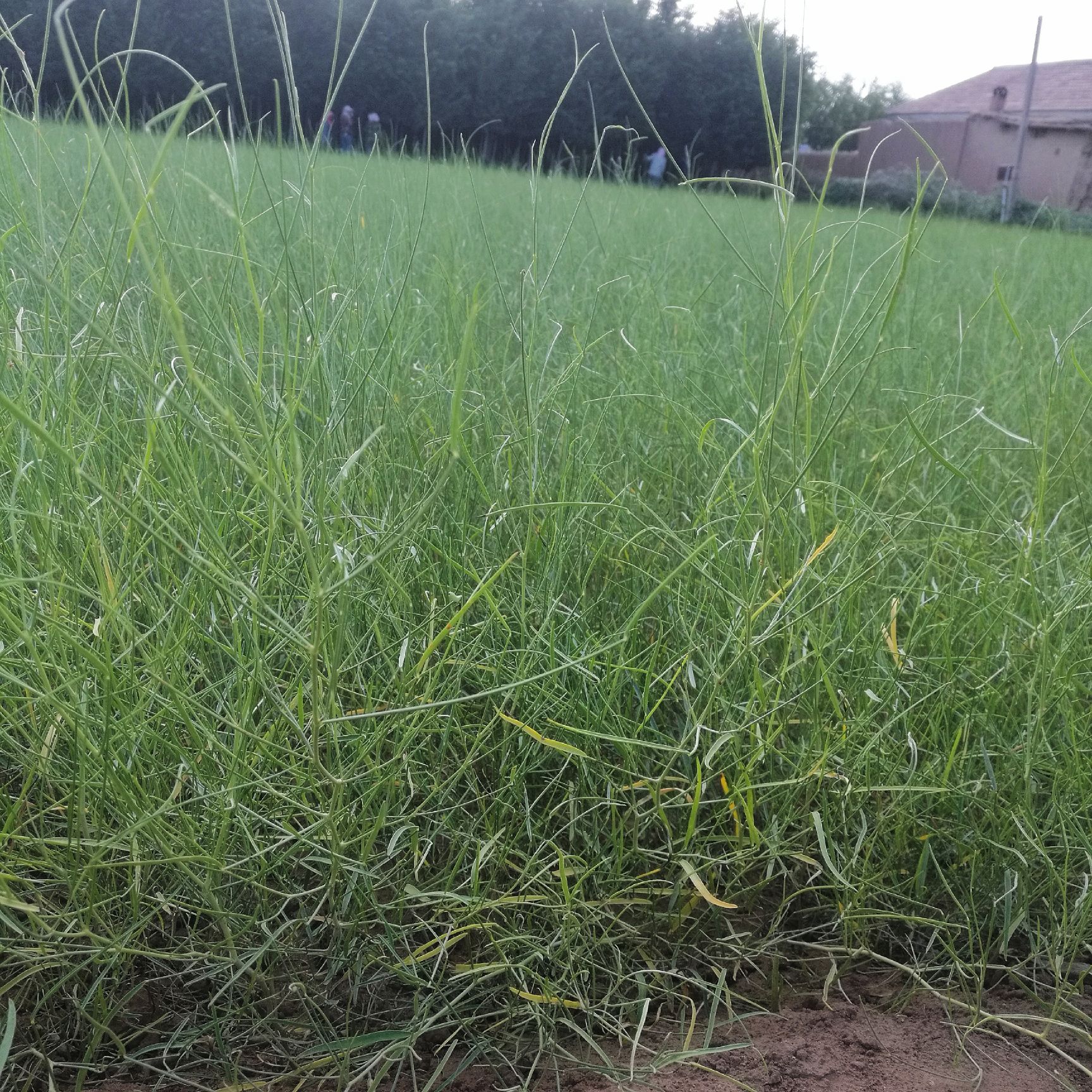 临泽县花棒种子 供应花棒 一年生花棒苗 30公分以上花棒树苗