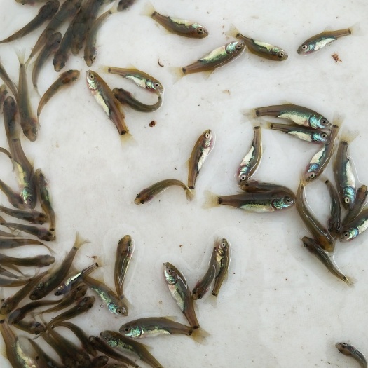 石城县 批发淡水澳洲丁桂鱼苗