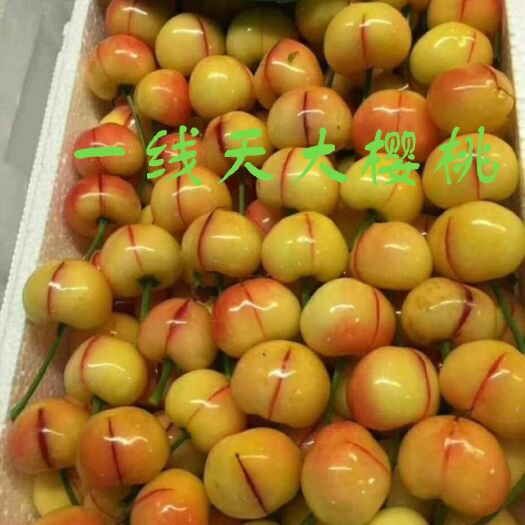 平邑县 一线天大樱桃苗包品种包成活免费提供技术指导基地直供