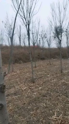 天津速生白蜡 承包地到期了，出售白腊树树苗