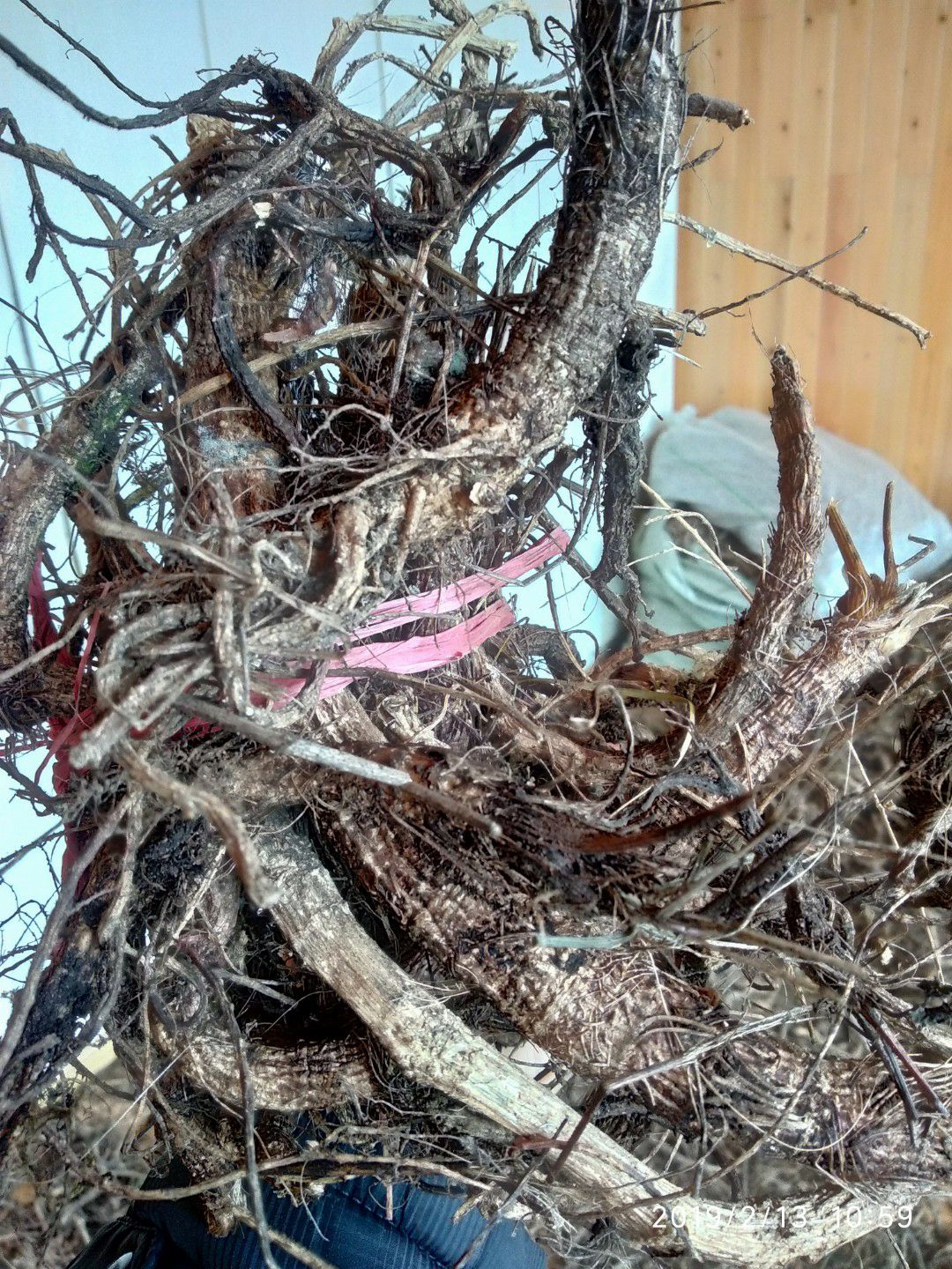 贵州铜仁非种植中药材紫花前胡干货信前胡干品毛前胡正品一手货源