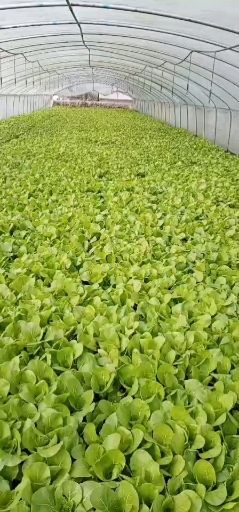 成都上海青  小白菜。