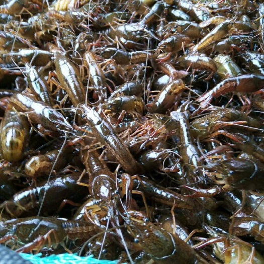 进贤县 江西本地优质小龙虾苗