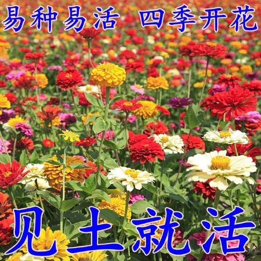 宿迁百日草种子 百日草花种子百日菊种子七彩波斯菊花籽四季开花易活