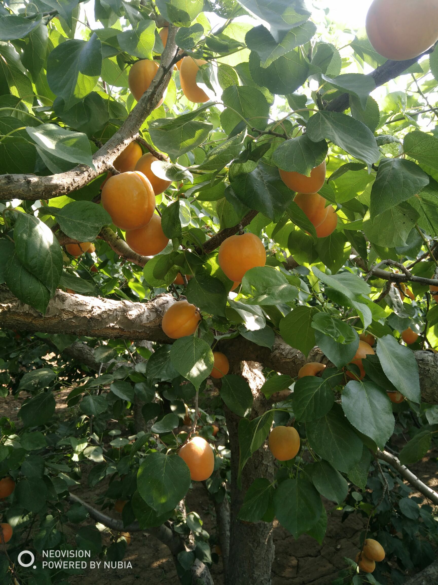 河北金太阳杏
