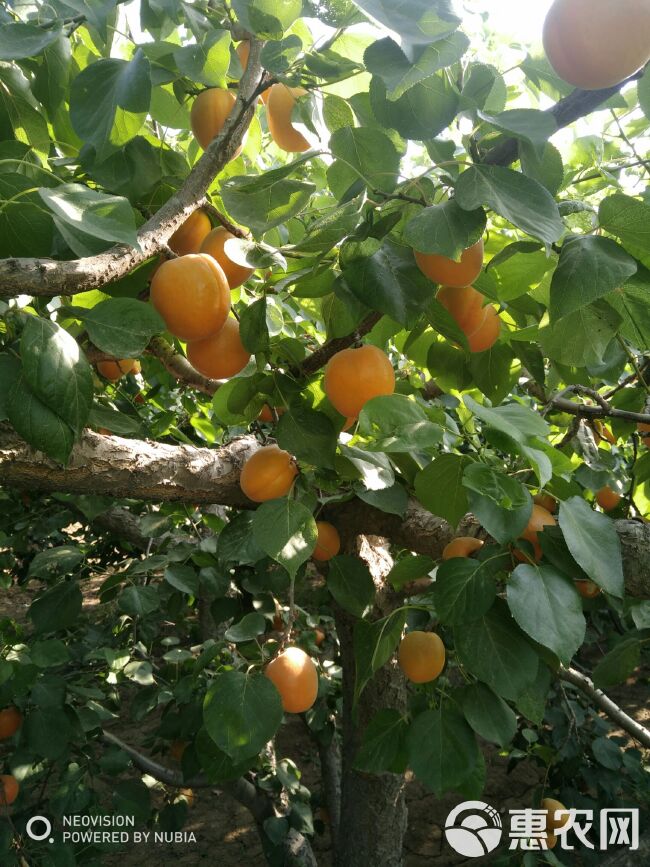 河北金太阳杏