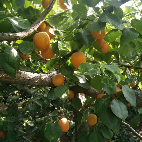 河北金太阳杏