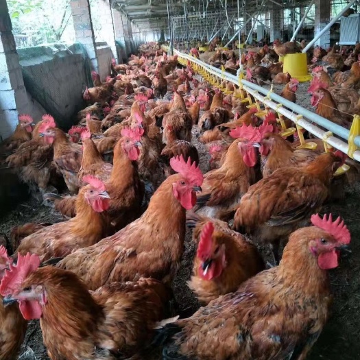 蒲江县 脱温鸡苗批发，脱温肉鸡苗价格，脱温鸡苗供应