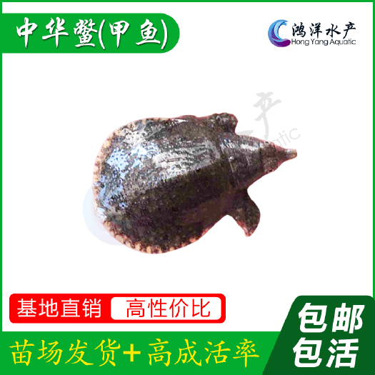 甲鱼苗多规格水鱼苗大量出售 基地发货当天到达