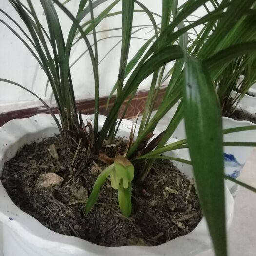 三江县花盆