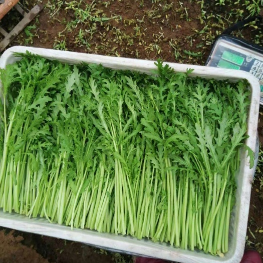 新鲜光杆散装鲜茼蒿菜大量上市中对接商超农贸支持物流发货