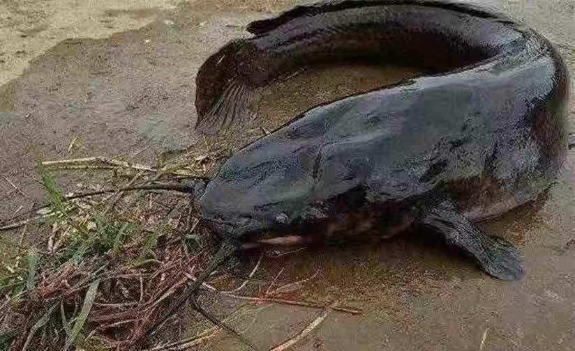  埃及鯰魚苗  八胡鯰魚苗+自孵水花