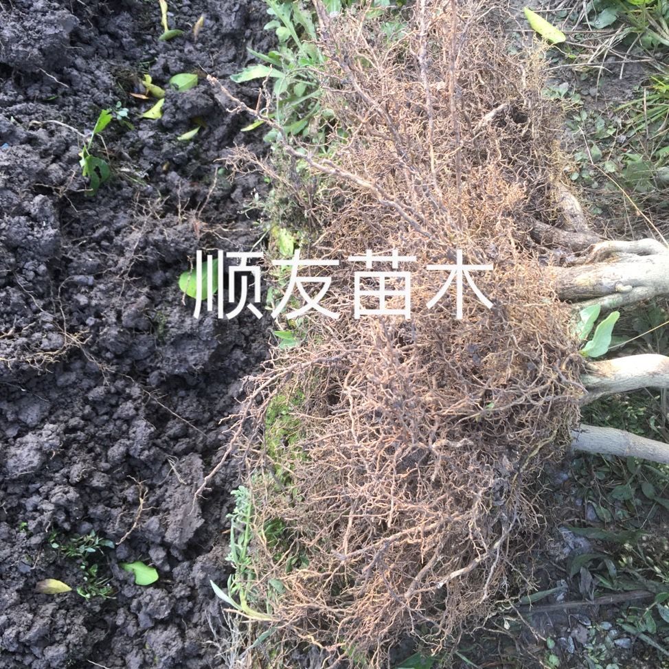 爱媛28号柑桔苗 红美人苗爱媛2年苗