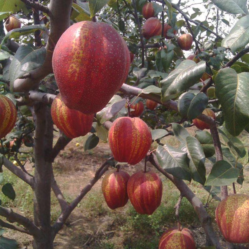 祁阳市早酥红梨苗  可视频起苗，特早红梨，南北可种，色艳味好，苗纯