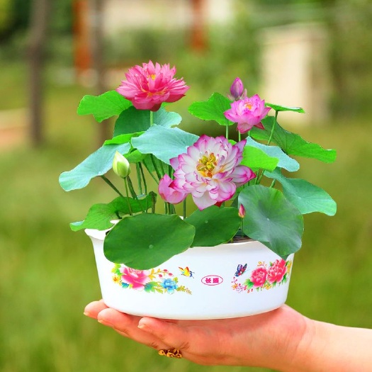 沭阳县碗莲种子 四季水养睡莲水生碗莲荷花卉盆栽水培植物室内花种藕阳台好养种子