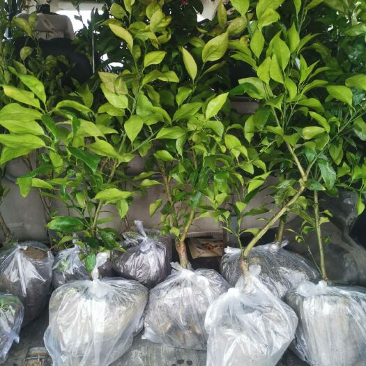 眉山明日见柑橘苗 柑橘苗子，品种齐全，爱媛38，耙耙柑，甘平，沃柑