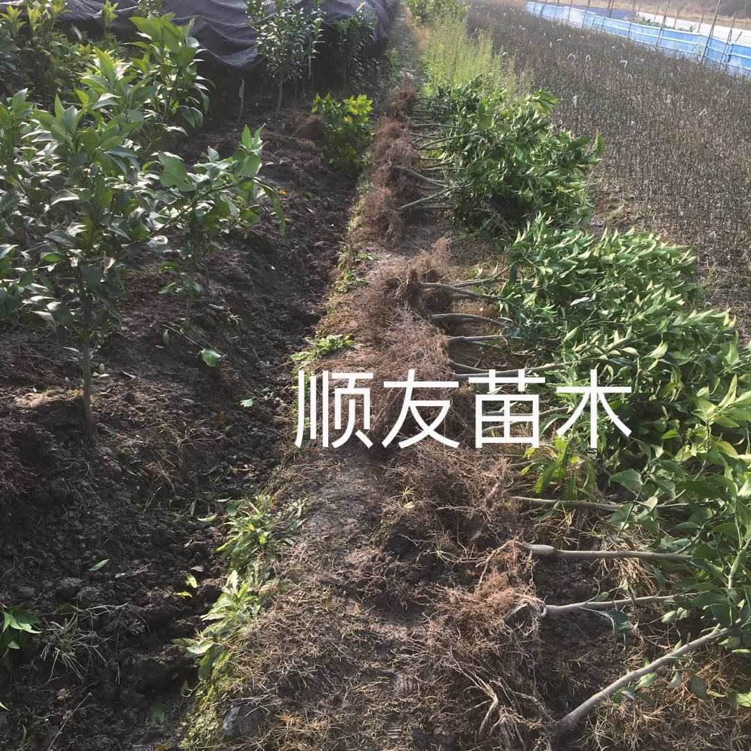 爱媛28号柑桔苗 红美人苗爱媛2年苗