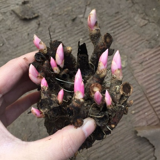 沭阳县 芍药根块多年生花卉盆栽根茎庭院地栽植物当年开花苗带芽芍药根块