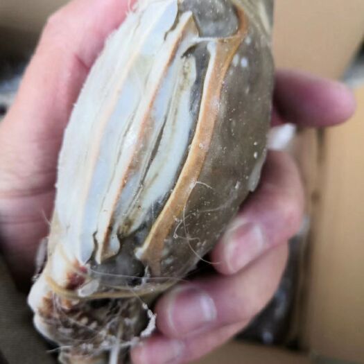 威海 船冻梭子蟹