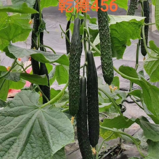青岛乾德456强雌油亮型黄瓜种子