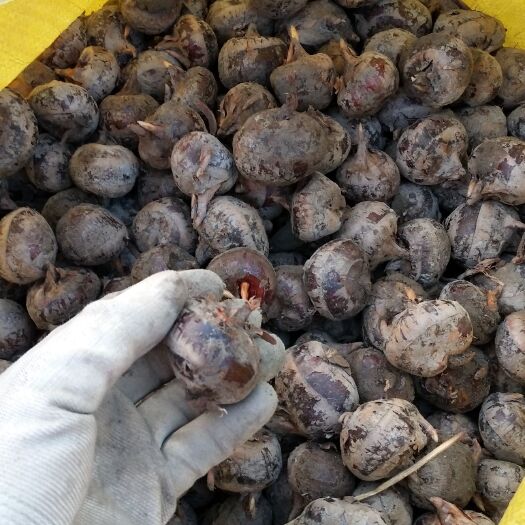 贺州 广西特产农家马蹄荸荠脆甜无渣白马蹄肉厚多汁天然种植长寿之乡